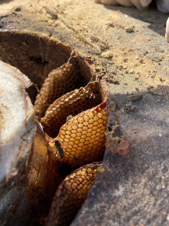 bees in chimney
